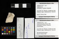 Foto (Objekt + Etiketten) von Konidromites gibbus (Reuss 1858) 